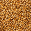 Maiz palomitas