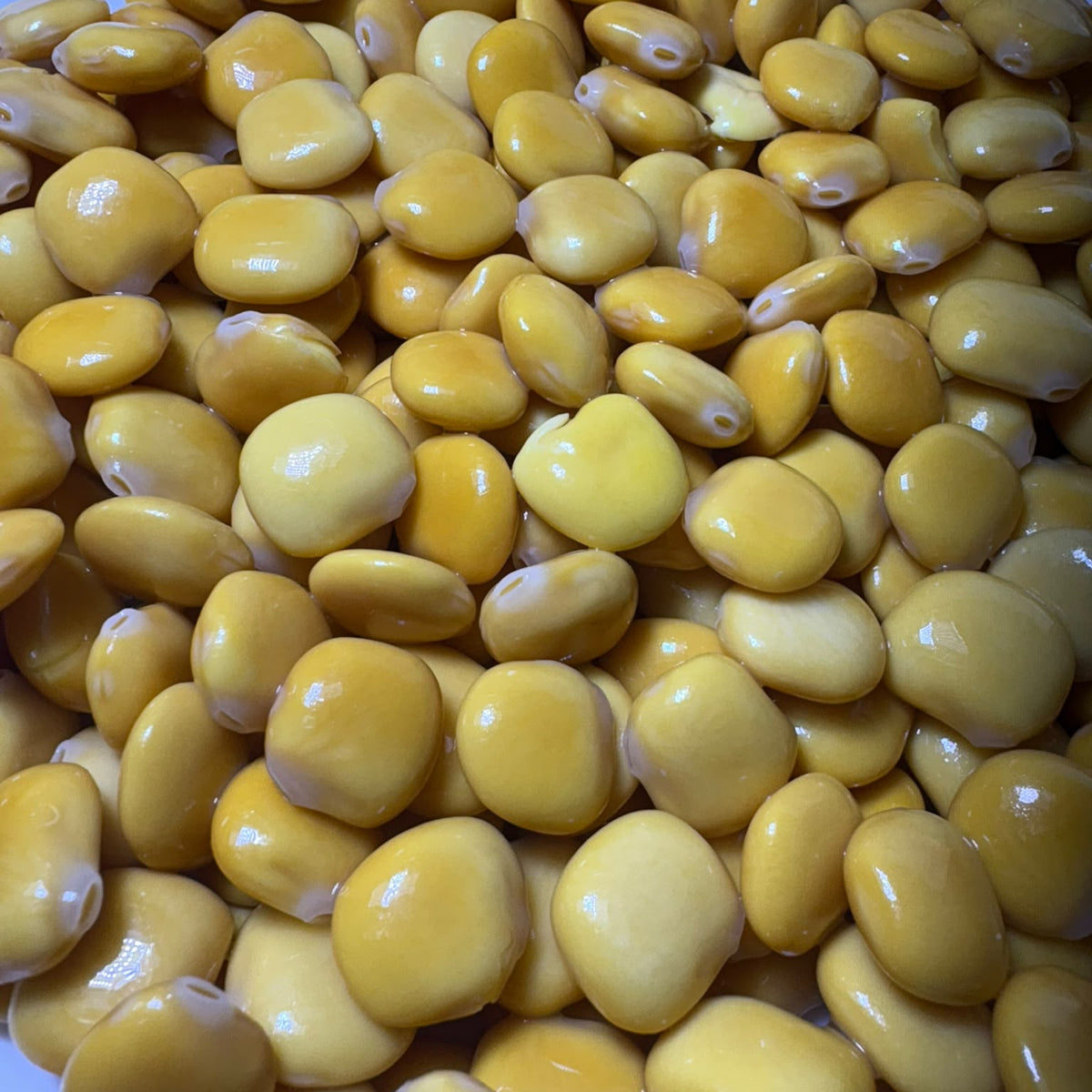 Altramuces